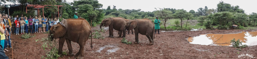orfanato de elefantes no quênia
