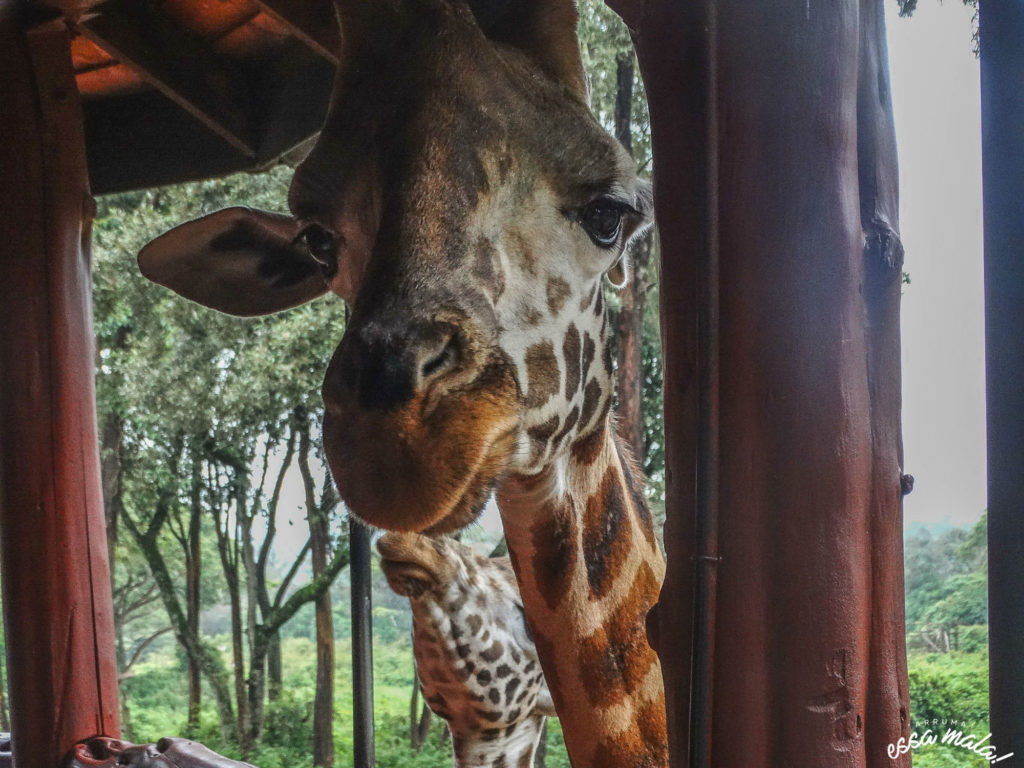 giraffe center quênia