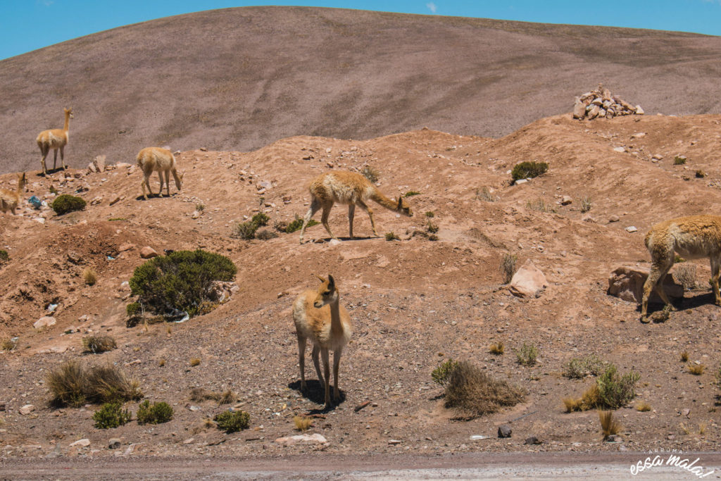 vicuñas purmamarca
