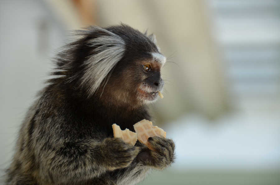 turismo de isolamento macaco