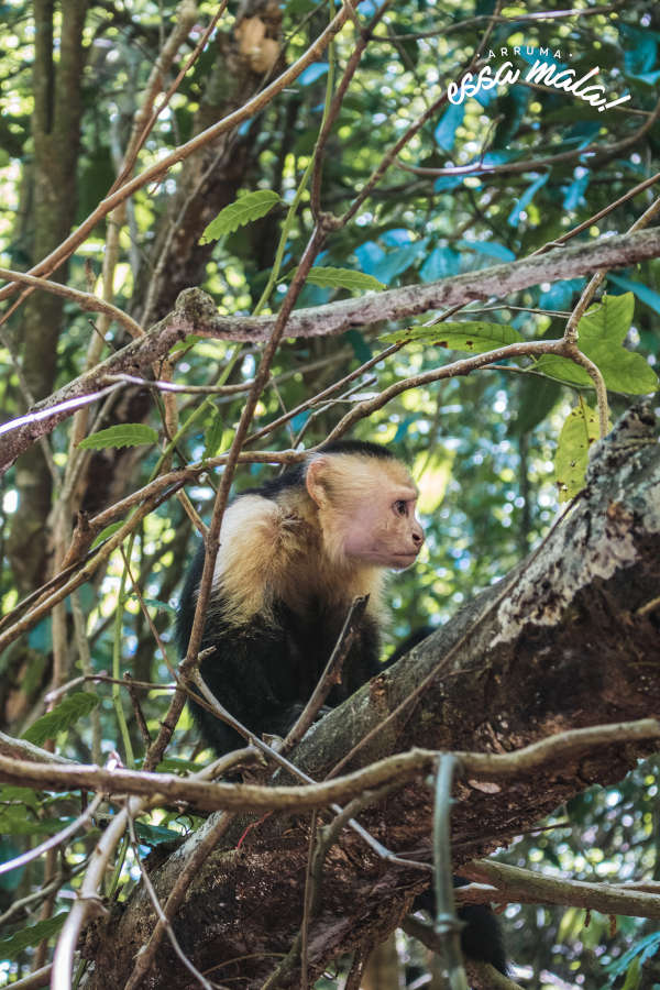 parque nacional manuel antonio